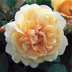 Роза "Buff Beauty"