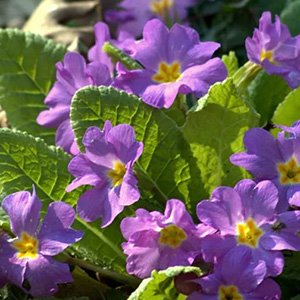 Примула бесстебельная "Wanda Lilac"
