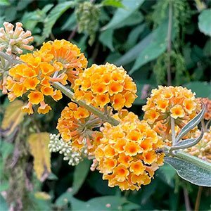 Буддлея красно-желтая "Sungold"
