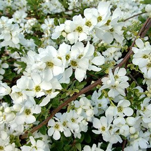 Экзохорда крупноцветная "Magical Springtime"
