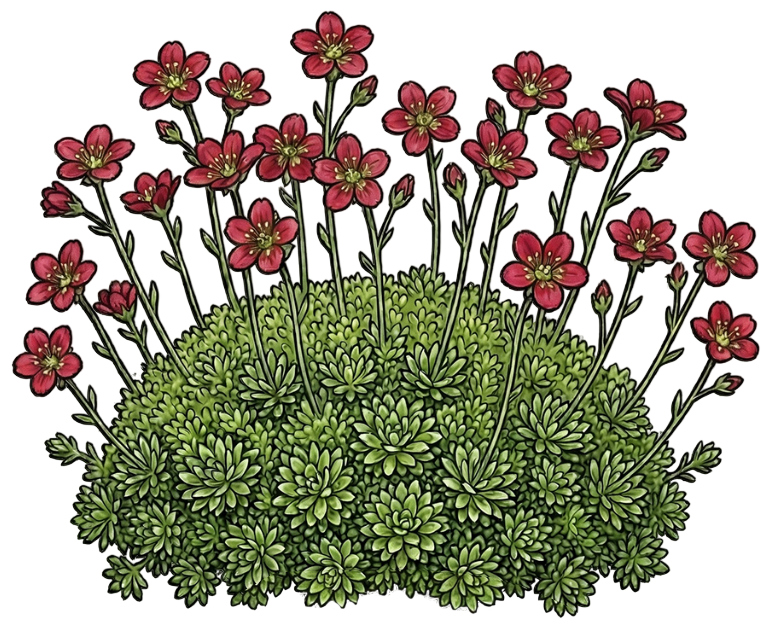 Камнеломка арендса 