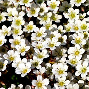 Камнеломка арендса "Carpet White"