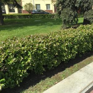 Кизильник блестящий
