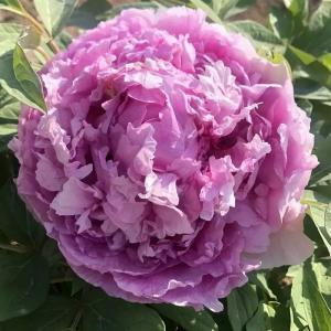 Пион древовидный "Lavender Blue"