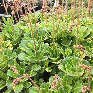 Камнеломка теневая "Variegata"