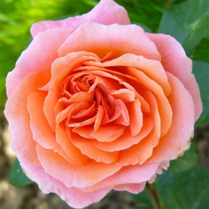 Роза "Amour de Molene"