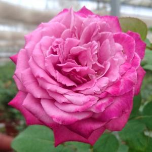 Роза "Claude Brasseur"