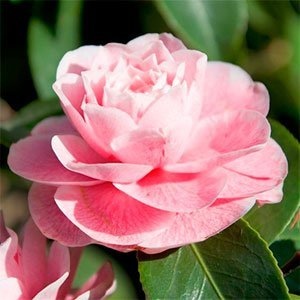 Камелия японская "Bonomiana Roze"