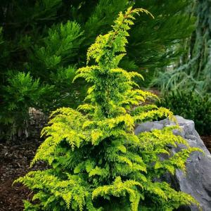Кипарисовик горохоплодный "Fernspray Gold"