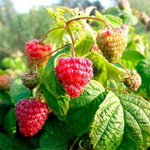 Малина "BonBonBerry Yummy"