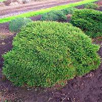 Ель обыкновенная "Pumila Glauca"