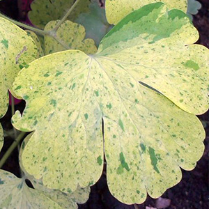 Аквилегия "Variegata"