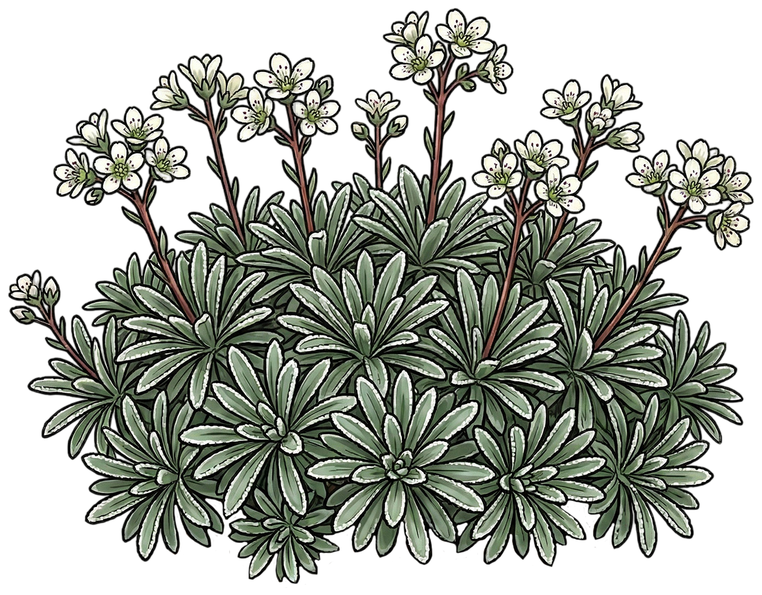 Камнеломка инкрустированная