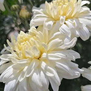 Хризантема корейская "Белая Ночь"