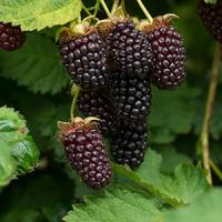 Ежемалина "Boysenberry"