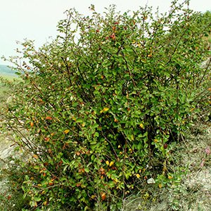 Кизильник алаунский
