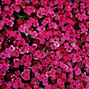 Обриета "Florado Rose"