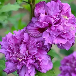 Гибискус сирийский "Caerulea Plena"