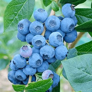 Голубика "Denise Blue"