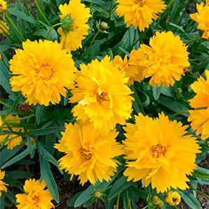 Кореопсис крупноцветковый "Sunray"