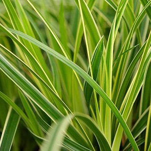 Осока ржавопятнистая "Variegata"