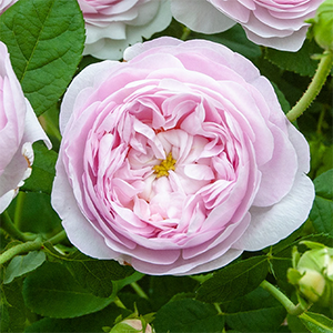 Роза "Duchesse de Montebello"