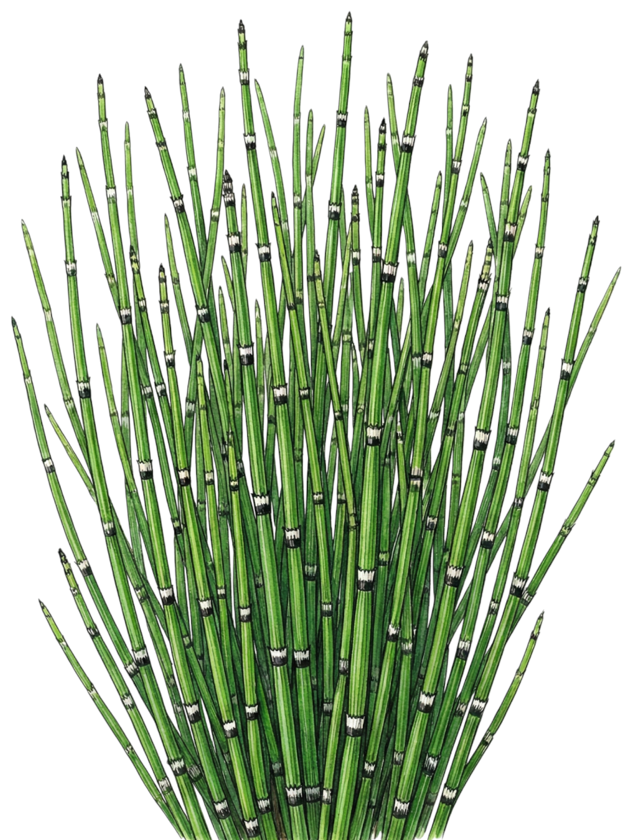 Хвощ зимующий (зимний)