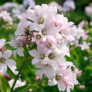 Колокольчик молочноцветковый "Loddon Anna"