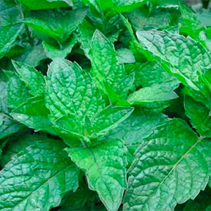 Мята перечная "Grapefruit Mint"