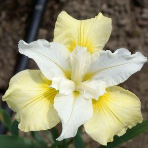 Ирис сибирский "Moon Silk"