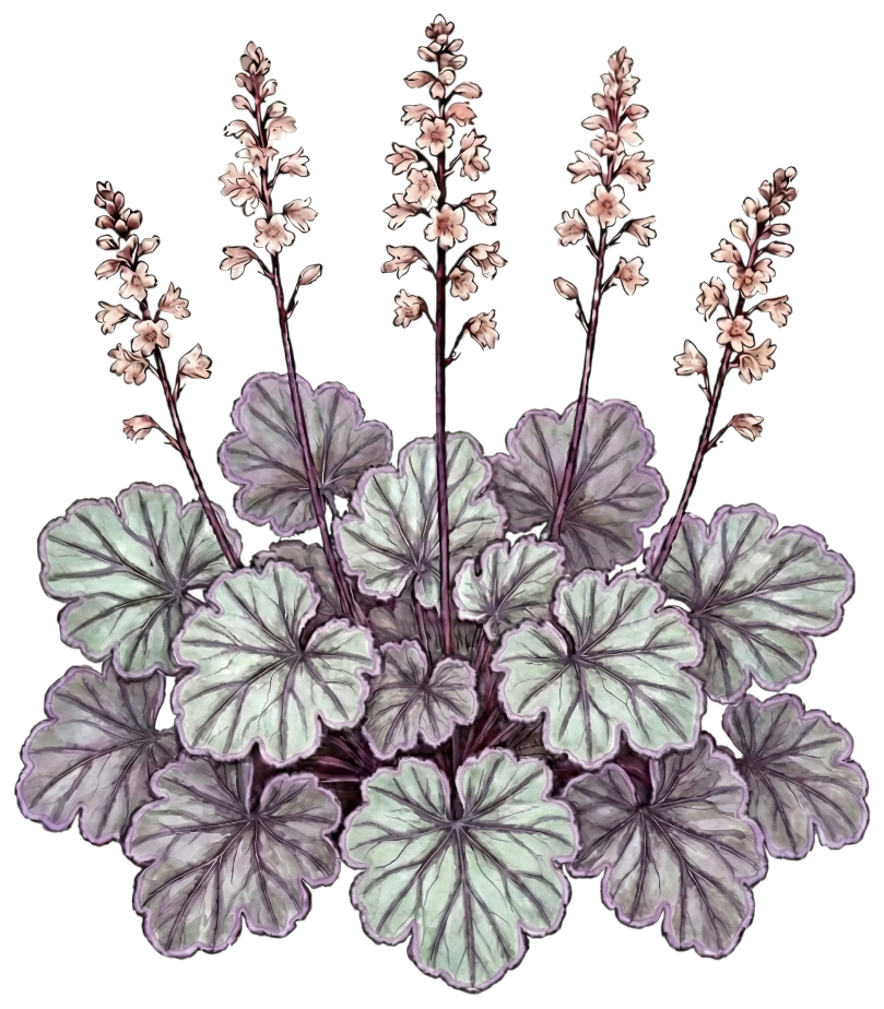 Гейхера 