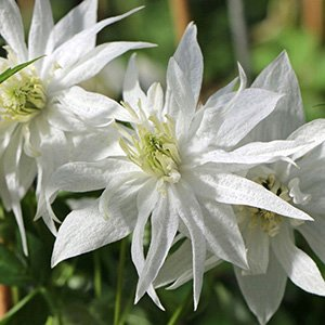 Клематис "Albina Plena"