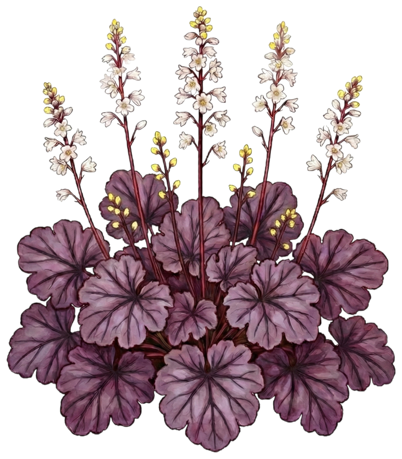 Гейхера 