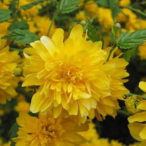 Керрия японская "Pleniflora"