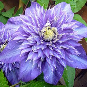 Клематис "Multi Blue"