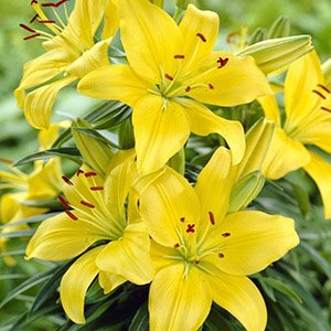 Лилия "Bright Pixie"