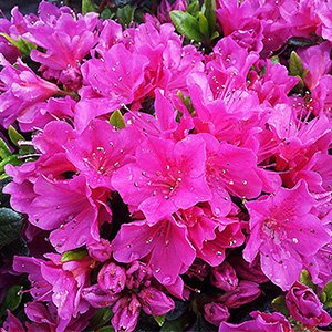 Рододендрон тупой "Geisha Purple"