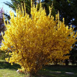 Форзиция промежуточная "Spectabilis"