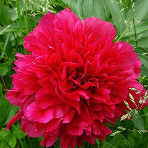 Пион лекарственный "Rubra Plena"