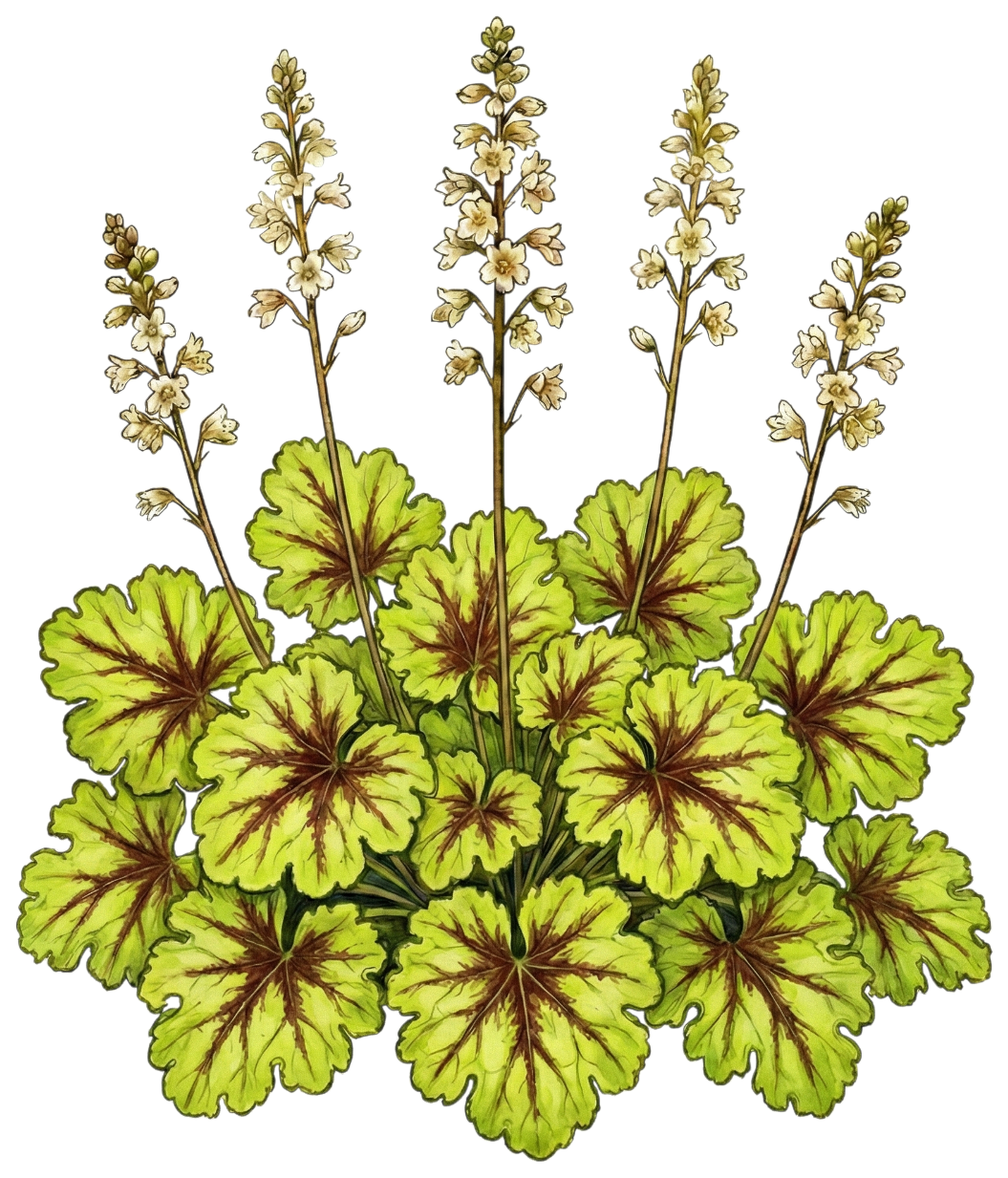 Гейхерелла 