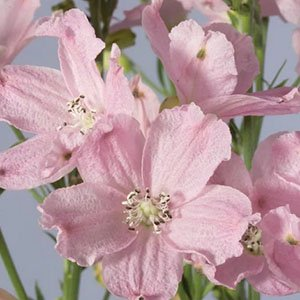 Дельфиниум "Ocean Pink"