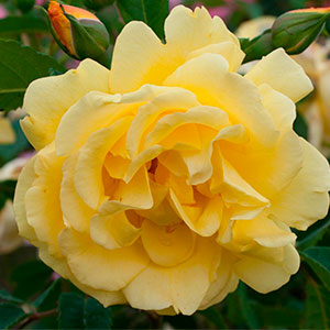 Роза "Garden Princess"