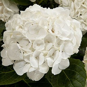 Гортензия крупнолистная "Lanarth White"