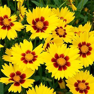 Кореопсис крупноцветковый "Sunkiss"