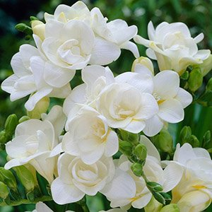 Фрезия "Double White"