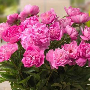 Пион молочноцветковый "Patio Peony Rome"