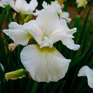 Ирис сибирский "Harpswell Happiness"