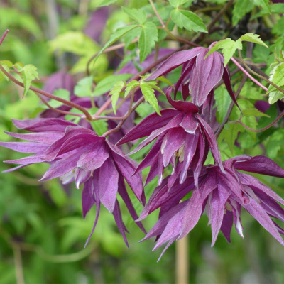 Клематис "Violet Surprise"