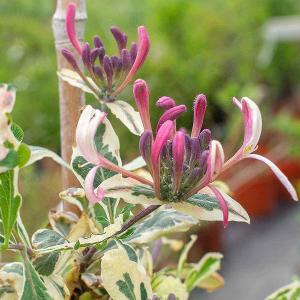 Жимолость Гекрота (Гекротта) "Variegata"