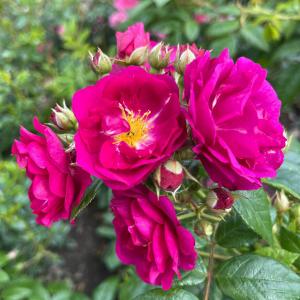 Роза "Purple Siluetta"